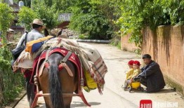 马帮的孩子 在线观看,探寻西南边陲的青春记忆